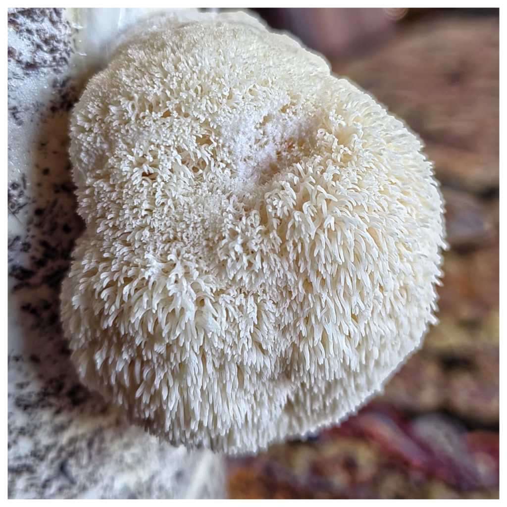 Lions mane mushroom grow Kit