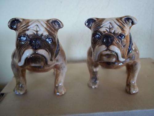 PAIR BULL DOGS    LOVELY !  NEED GOOD HOME