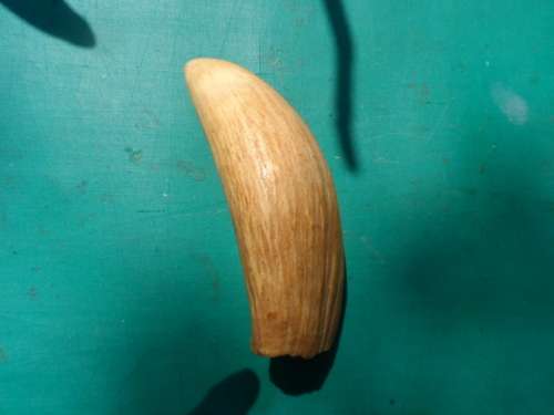 SPERM WHALE TOOTH