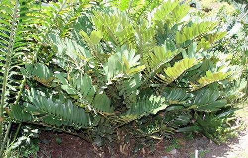 Zamia furfuracea seed