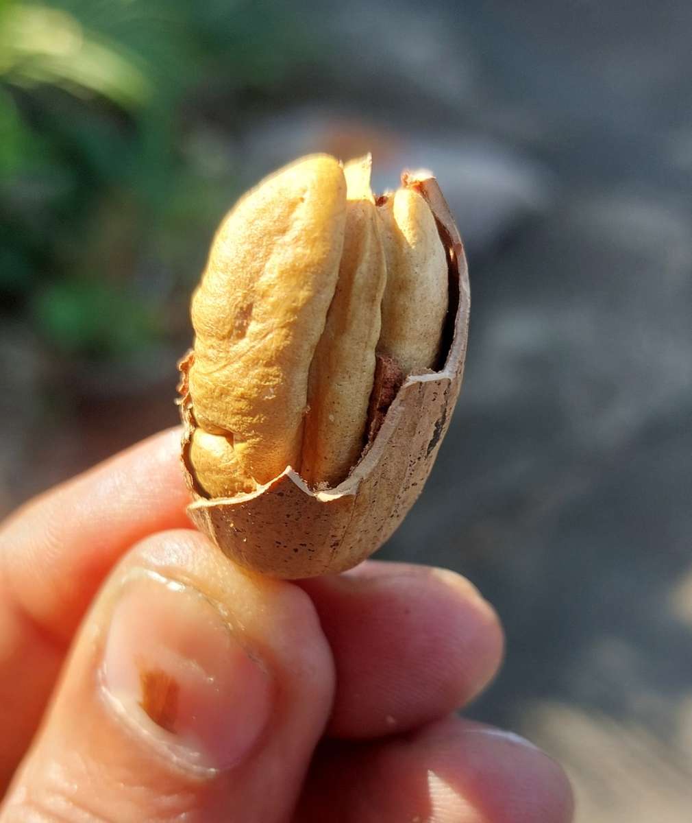 Farm fresh just picked pecan nuts last of season