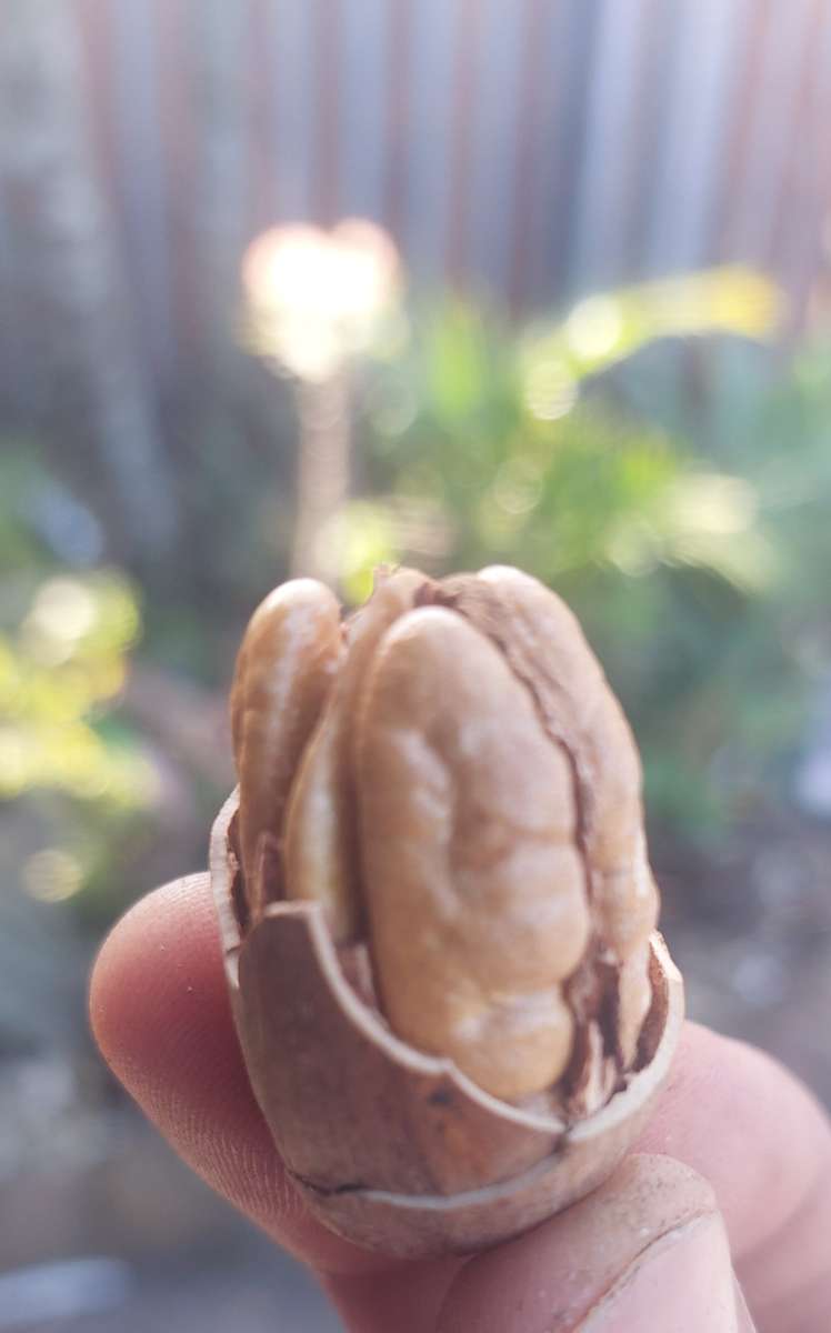 Farm fresh just picked pecan nuts last of season