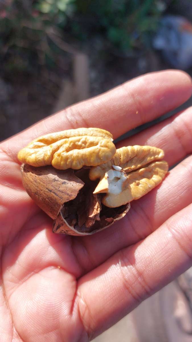 Farm fresh just picked pecan nuts last of season