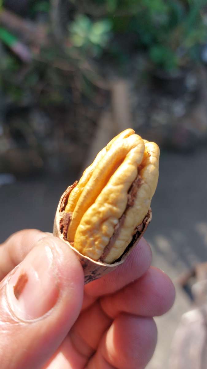 Farm fresh just picked pecan nuts last of season