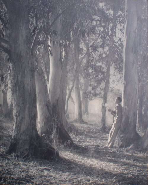 VINTAGE - ORIGINAL PHOTO PRINT 'AMIDST THE GUMS' GORDON DOUGLAS - DATED 1947