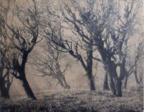VINTAGE -  ORIGINAL PHOTO PRINT BY AWARD WINNING PHOTOGRAPHER GORDON DOUGLAS,CIRCA 1950's 'TREES 1'