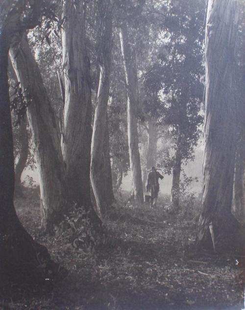 VINTAGE -ORIGINAL PHOTO PRINT BY AWARD WINNING PHOTOGRAPHER, GORDON DOUGLAS, CIRCA 1940-50's FOREST