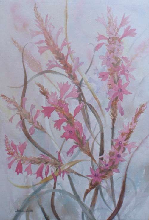 ORIGINAL BOTANICAL "WATSONIAS" WATERCOLOUR PAINTING by ANTHEA STUBBS - BEAUTIFUL BARGAIN!!!