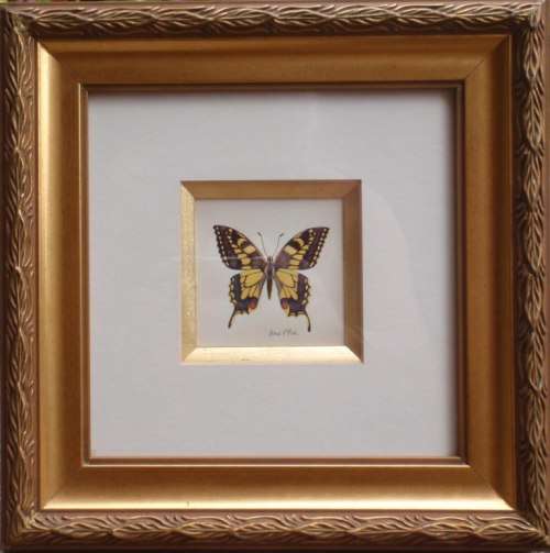 TWO EXQUISITE BUTTERFLY PRINTS by ARNIE R FISK - GORGEOUS FRAMES - ABSOLUTE GEMS!