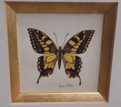 TWO EXQUISITE BUTTERFLY PRINTS by ARNIE R FISK - GORGEOUS FRAMES - ABSOLUTE GEMS!