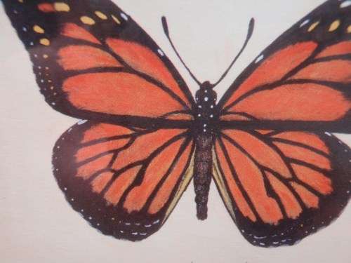 TWO EXQUISITE BUTTERFLY PRINTS by ARNIE R FISK - GORGEOUS FRAMES - ABSOLUTE GEMS!