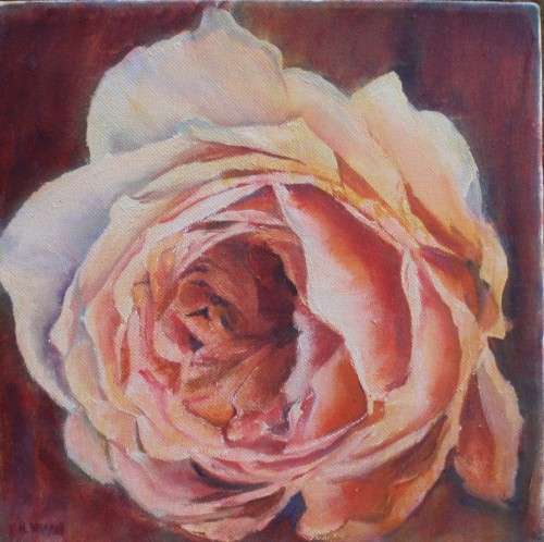 Original by the late Val Wilson - Opulent Rose - beautiful rose study on canvas with deep sides.