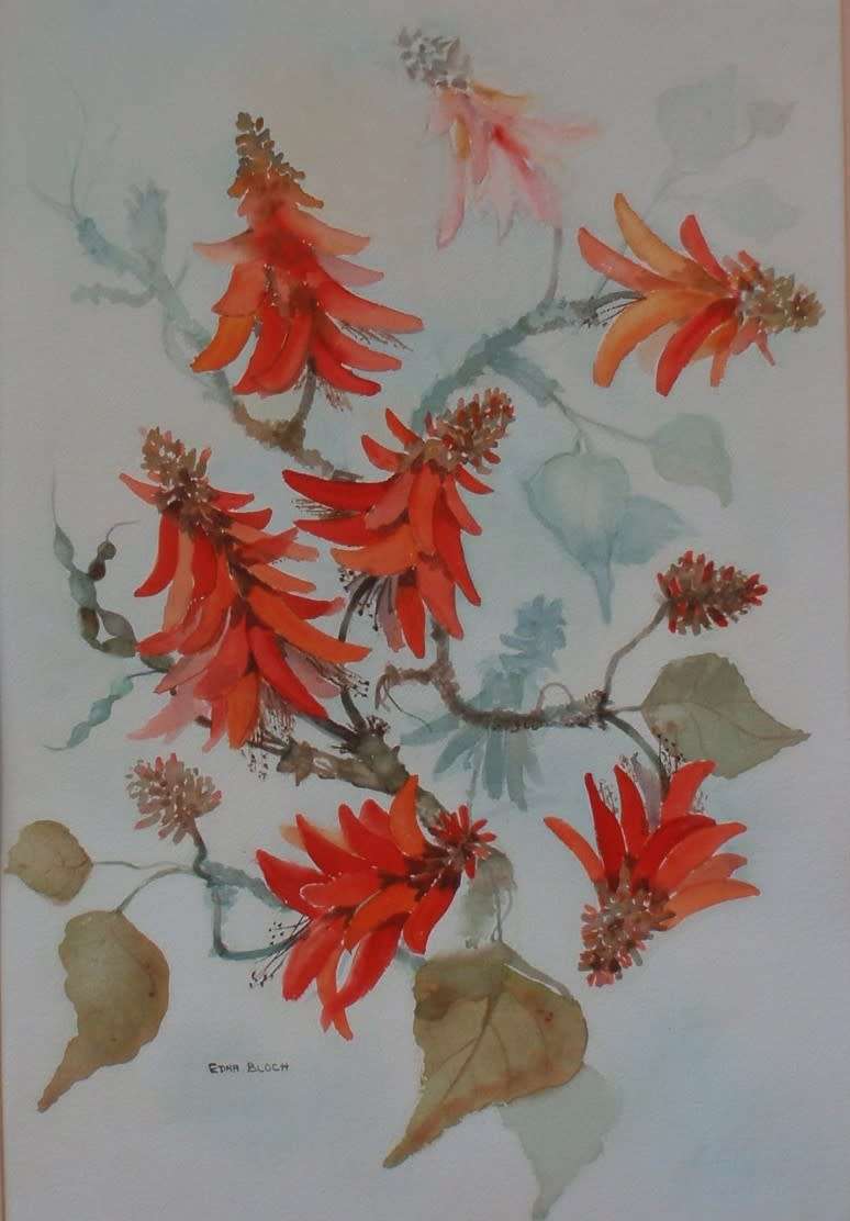 African Coral Tree - stunning original Edna Bloch watercolour.