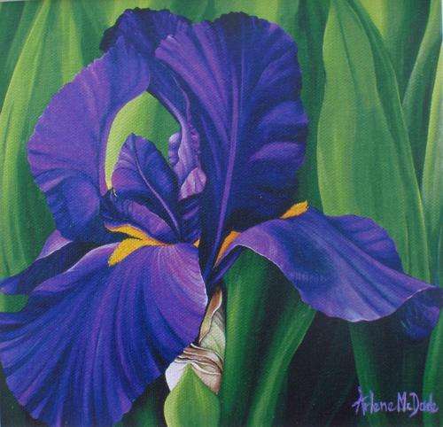 LIMITED EDITION GICLEE - SIGNED BY ARTIST ARLENE McDADE 'BEARDED IRIS'  BELOW GALLERY PRICE!!!