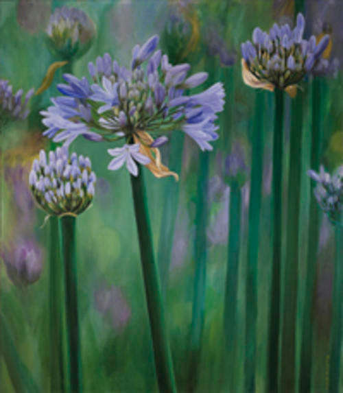 Giclee - Arlene McDade 'Agapanthus' STUNNING LIMITED EDITION - SIGNED BY ARTIST