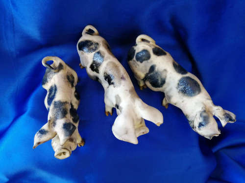 Set of three Raku Pigs