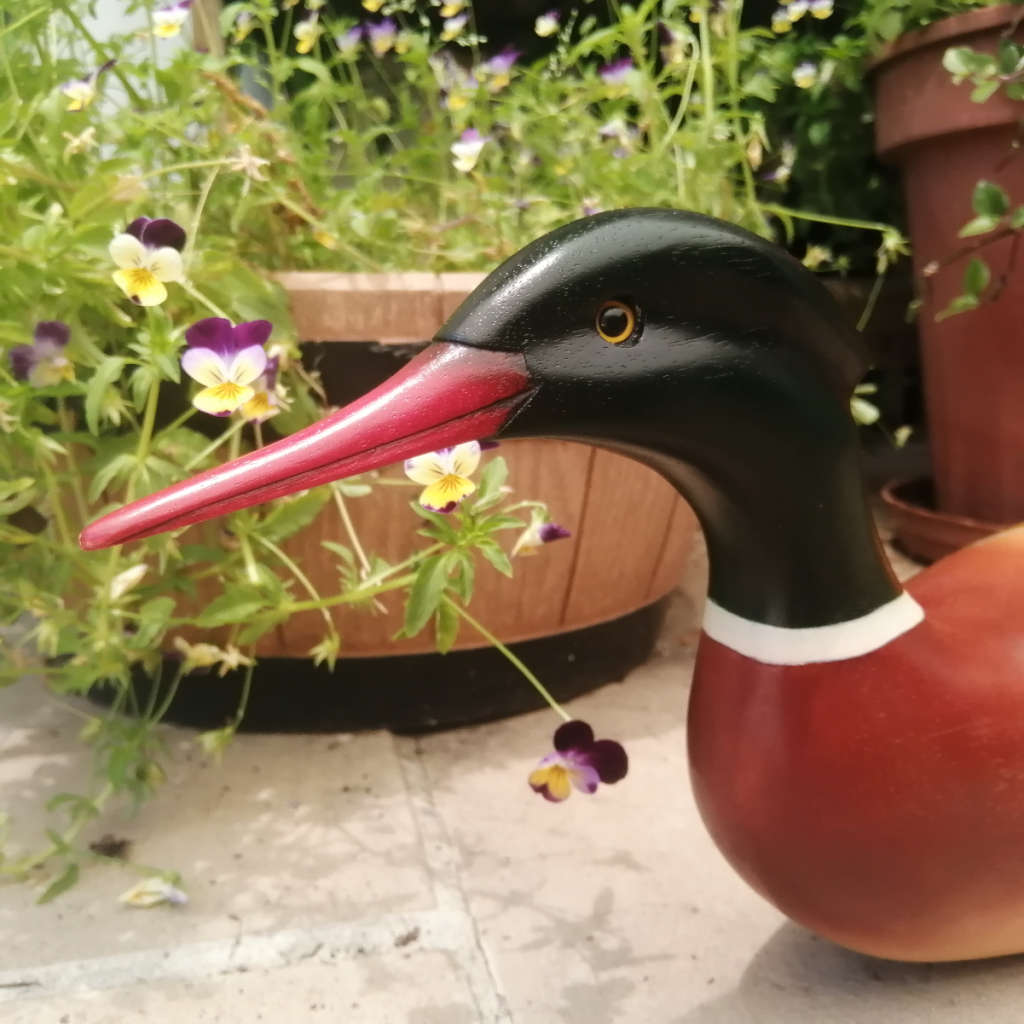 Feathers of Knysna Gallery carved and hand painted XX-Large 60 cm Merganzer Duck 443/975