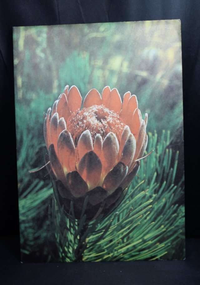 Third Definitive Series Dick Findlay 1977, Stamps, South Africa