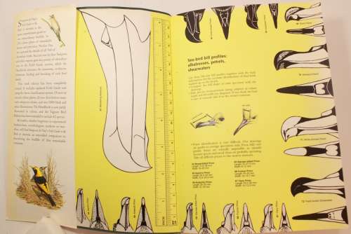 Field Guide to the Birds Of Australia by Simpson & Day Softcover Book