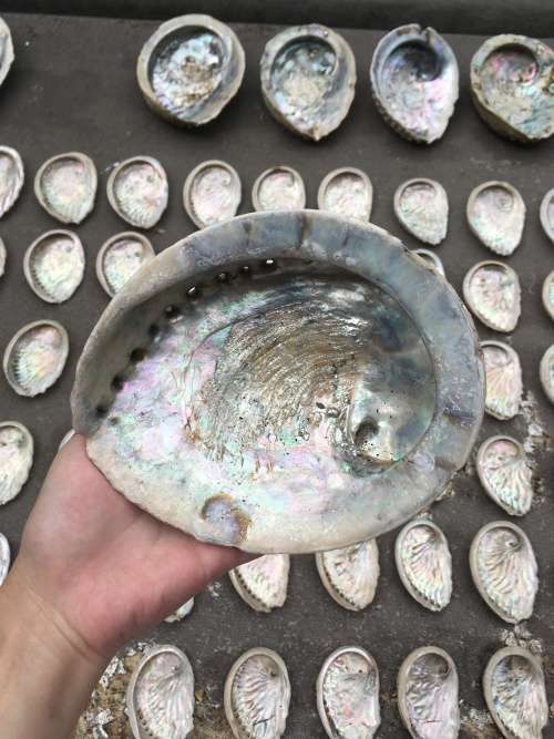 Big Abalone Shell
