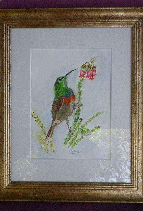 DELIGHTFUL ORIGINAL SUNBIRD WATERCOLOR. FRAMED. A MATCHING BEAUTY ALSO ON OFFER