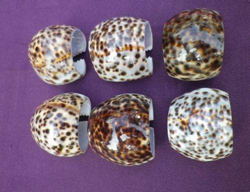 WOW!! unusual, charming & unique SET OF SIX GENUINE COWRIE SHELL NAPKIN RINGS