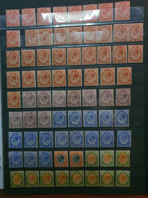 South Afica Kingshead