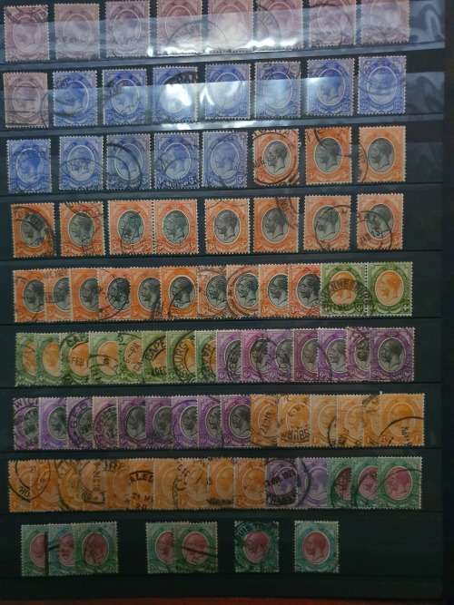 South Afica Kingshead