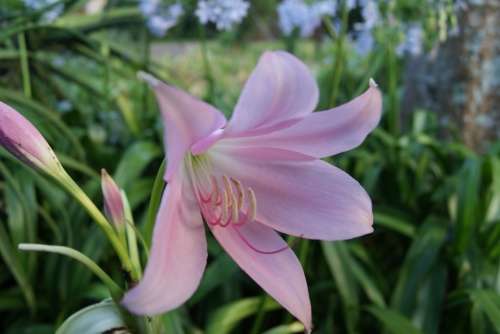 Crinum moorii
