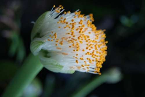 Haemanthus albiflos