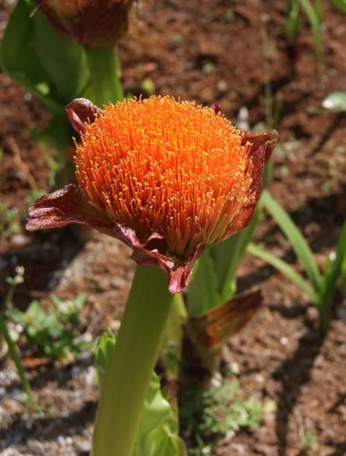 Scadoxus puniceus