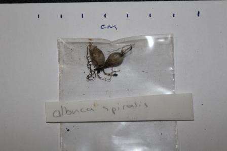 Albuca spiralis 2yr old bulbs