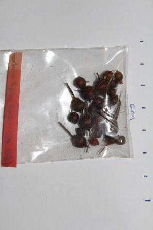 Geisorhiza splendisima mature