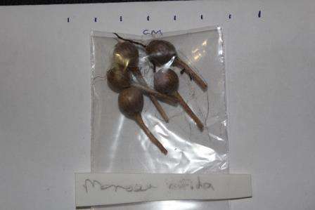 Moraea bifida mature