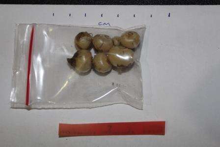 Lachenalia contaminata 4yr old bulbs for 3 bulbs