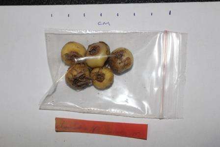 Lachenalia pustulata mature bulbs for 5 bulbs