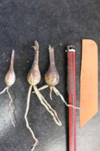 Brunsvigia josephiniae, 3 yr old bulbs