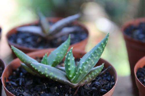 Aloe mitriformis, 3 yr old plants