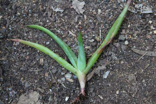 Aloe alooides, 3 yr old plants
