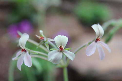 Pelargonium guinguelobatum, fresh SEED, 5 seeds
