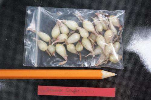 Valthemia capensis 1 year old bulbs