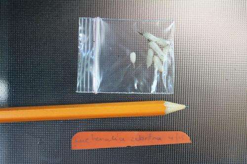 Lachenalia zebrina.  1 year old bulbs (4 bulbs)