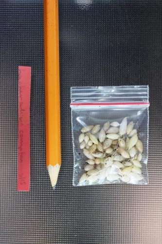 Lachenalia comptonii.  1 year old bulbs (5 bulbs)