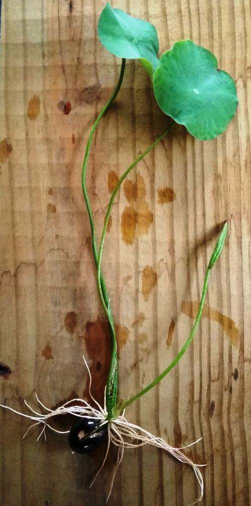 Lotus/ Water lilly seedling plants Cream/Pink