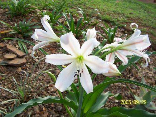 Crinum Macowanii bulbs 3-4 years old