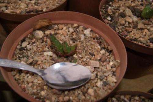 Aloe Framesii seedling <1 year old