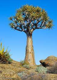 Aloe Dichotoma plants 3 years old Kokerboom/ Quivertree, succulent plant