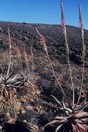 Aloe Comosa <1 year old seedlings