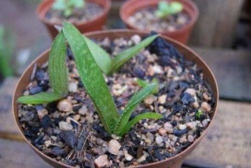 Aloe Vogtsii plants 1 year old, succulent plant