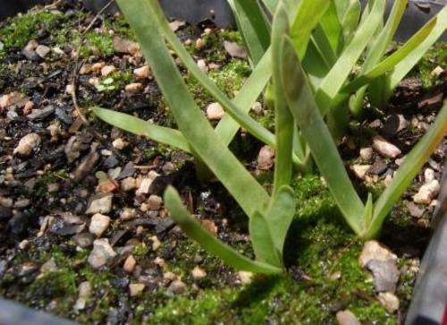 Aloe Ecklonis plants 1 year old, succulent plant
